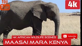 4k Scenic Relaxation: African Wildlife Safari and Nature Documentary with Calming Music