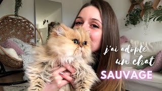 L'histoire de Roxie, chat persan adopté à la SPA