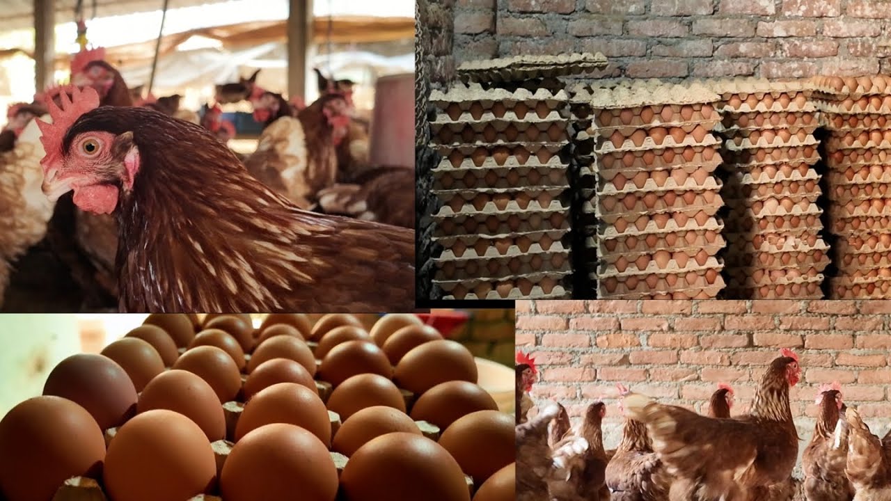 How to start a poultry Egg Business- collecting chicken Egg 🥚 Raising chicks #poultryfarmbusiness