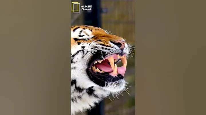 Tiger Documentary - A Journey Into the Secret Life of Tigers - Wild Life