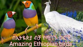 Amazing Ethiopian Birds| በኢትዮጵያ ቢቻ የሚገኙ ድንቅ ወፎች። #h_andnet screenshot 5