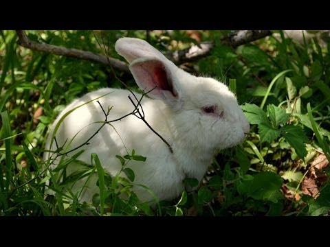 backyard-free-range-rabbits