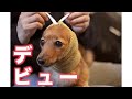 【初体験】元保護犬初めてのスヌード【カニンヘンダックスえびすの美味しい日常】