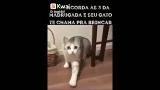 Eis que seu gatinho te chama pra brincar as 3hrs da madrugada!.