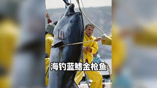 男人向海裡扔了一些臭魚爛蝦，竟然釣到上萬美元的藍鰭金槍魚 #釣魚人就是這麼瘋狂 #原來釣魚才是抖音運動頂流 #海釣 #藍鰭金槍魚
