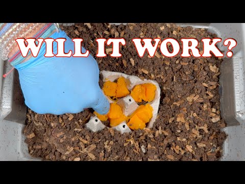 Video: Lirvos vermikomposte – kova su lervų užkrėtimu