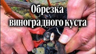 видео: Как обрезать виноградный куст? Основные моменты при обрезке винограда. картинка: Как обрезать виноградный куст? Основные моменты при обрезке винограда.
