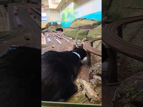 列車を狙う猫