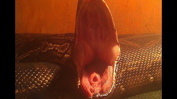 Big Burmese Python Feeding/Crazy Time-Lapse