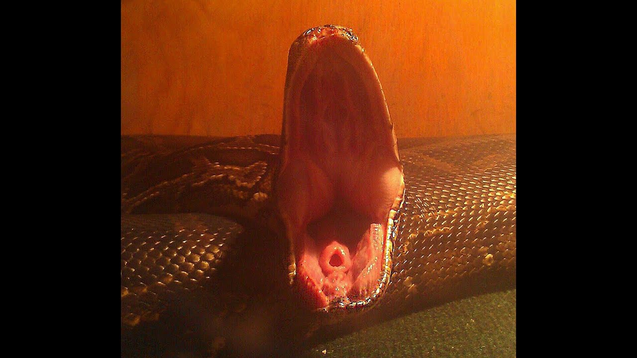 Big Burmese Python Feeding/Crazy Time-Lapse - YouTube