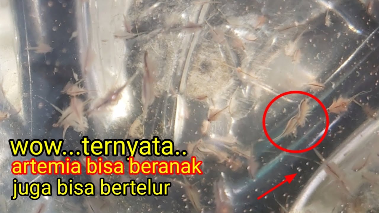 ternak artemia ternyata bisa kita lakukan~pahami dulu ulasan ini...