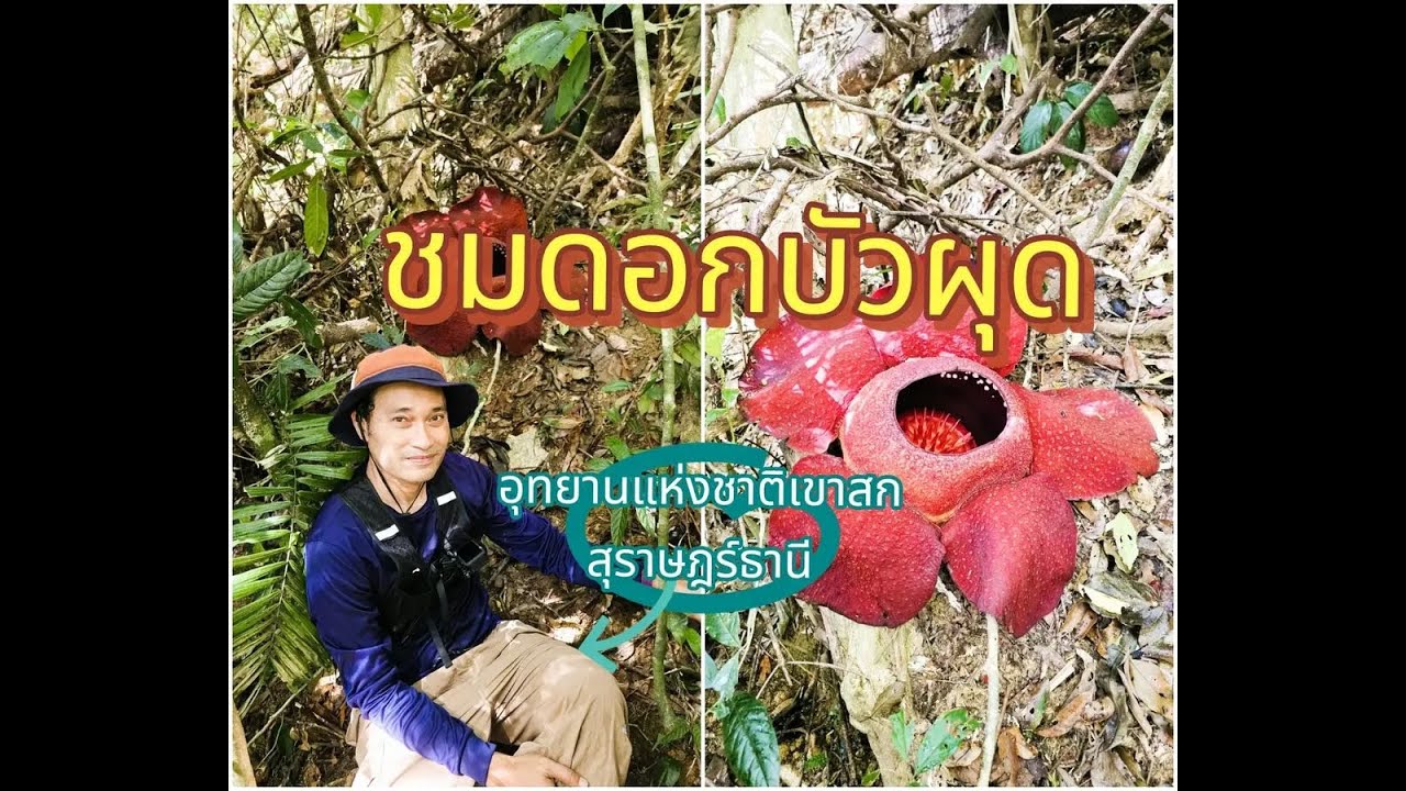 ชมดอกบัวผุด ดอกไม้ที่ใหญ่ที่สุดในโลก