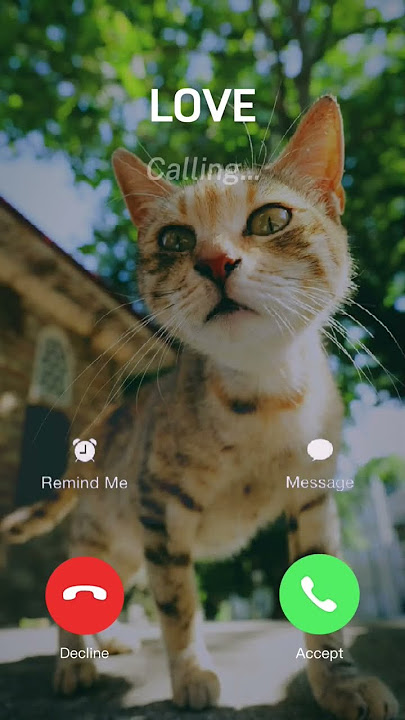 #irringtone #cat #ringtone #funny #cutecat #cute #foryou #iphonerigtone #iphoneringtones