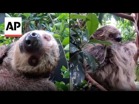 Two-toed sloth debuts at the Oregon Zoo