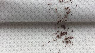 Семена 2020. Часть 1 (2 января/20года) (IMG666)