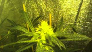 5wks lights on shot of my sour alien Burmese kush