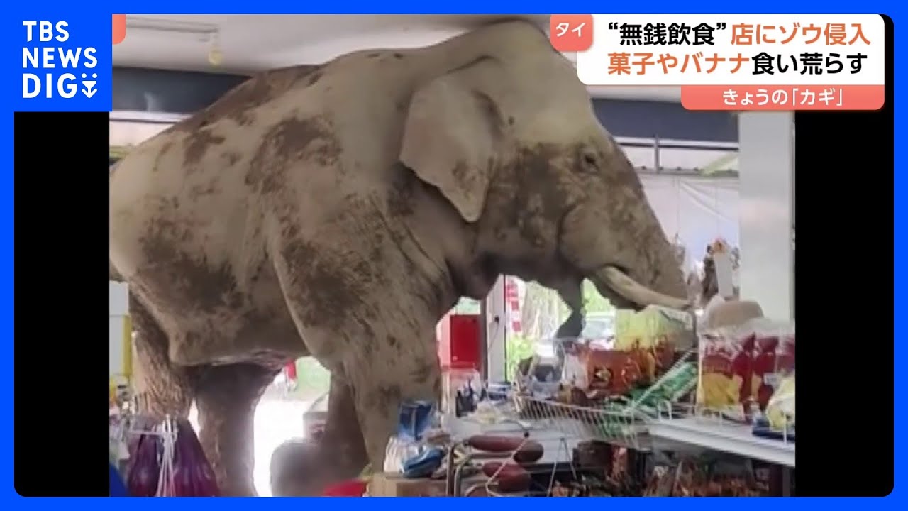 Wild elephants 