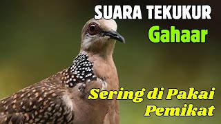 Suara Tekukur Gacor Terbaru 2025 Cocok Untuk Pancingan Dan Pikat | SUARA TEKUKUR ALAM