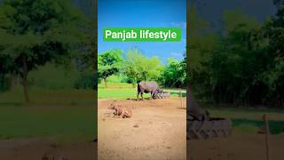 Real Lifestyle In Panjab