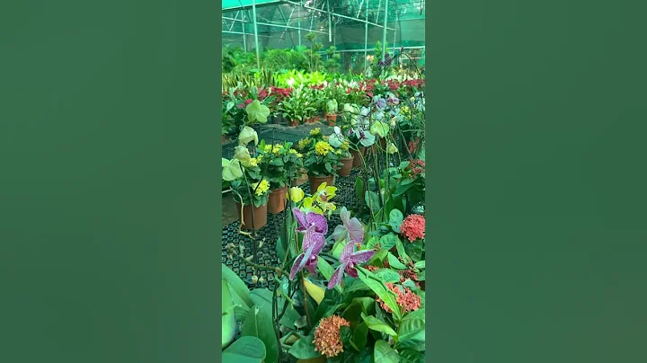 Orchids Flower | Most Exotic Flowers For Your Home | Flower Plant For Restaurant and Resorts #orchid