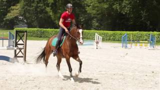 Seaver The first connected equipment for horses