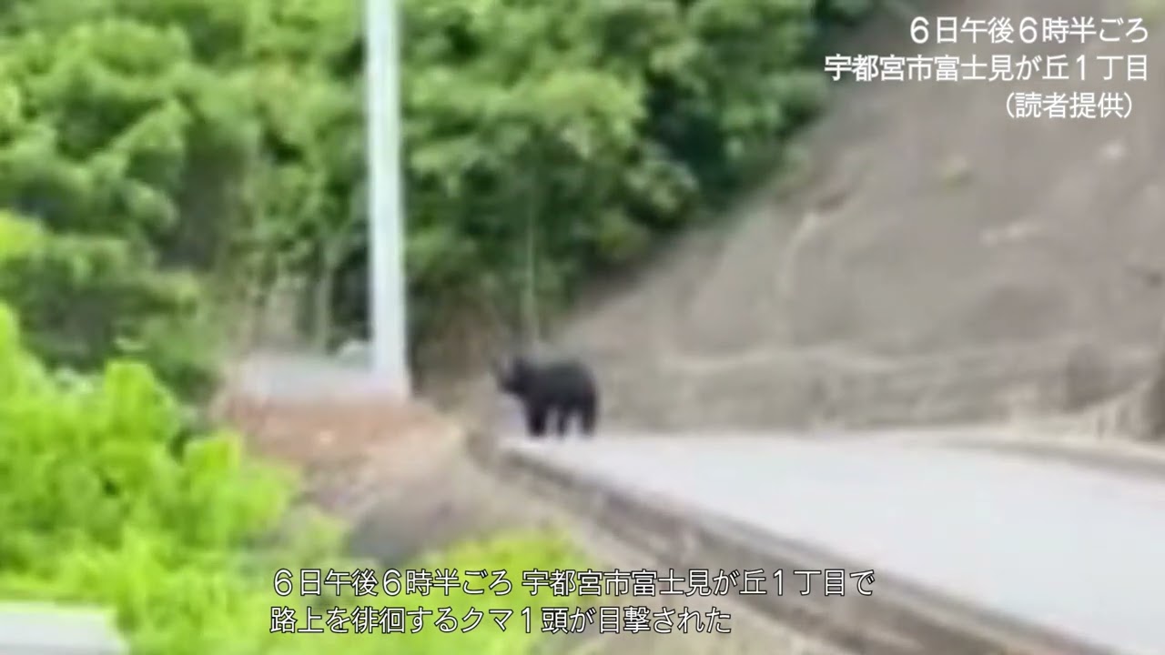 宇都宮のクマ、西川田町へと南下か 富士見が丘→県庁近く→明保野