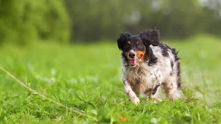 The Benefits of the Brittany Dog in Assisted Therapy