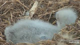 Little DN12 Up Close-Decorah Eagles- North East-April 10, 2020