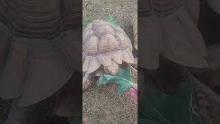 #letsgrow #sulcatalover #animals #pettuber #reptiles #reptilelover #pets #exoticpets