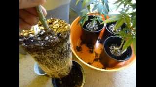 Stressed Roots = Stressed Plants