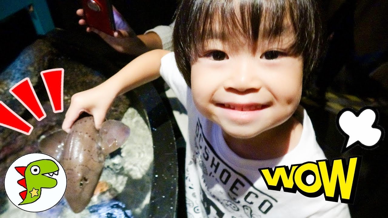 おでかけ マレーシア KLCC水族館 色々な海の生き物がいたよ！ トイキッズ