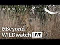 WILDwatch Live | 02 June, 2020 | Afternoon Safari | South Africa