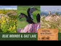 Blue Cliffs & a Salty Lake: Birding & Bird Photography at Blue Mounds State Park & Salt Lake Minn