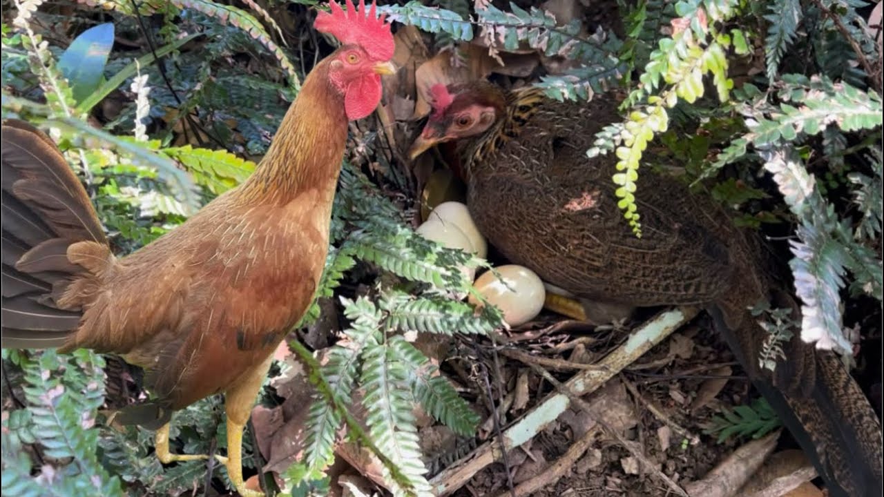 Increíble - esta gallina echada no engañó a todos 