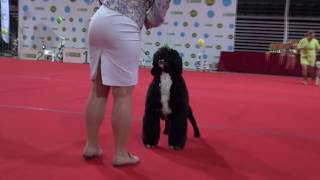 HIGH WINDS LITTLE BUDDY at International dog show in Kaunas, Lithuania 2018.01.29