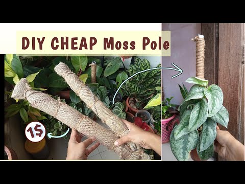 Advice Needed: I want to make seveal diy moss poles for the bulk of my  plants. Does anyone have suggestions for the best/affordable place to order  sphagnum moss in bulk? I need