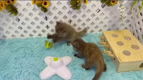 Video 1205881: exotic shorthair persian kitten, chocolate exotic shorthair, beautiful exotic shorthair, persian kitten love, exotic kittens playing, kitten fun, kitten playing funny, kitten sweet, cattery
