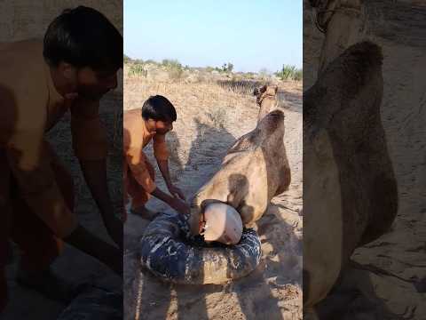 جلس سحر فوق أنبوب التصويت يرى كيف يرفع القدر خلفه حتى يتمكن من الصعود على الجمال