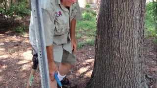 Carrborro Fire Station  - Willow Oak