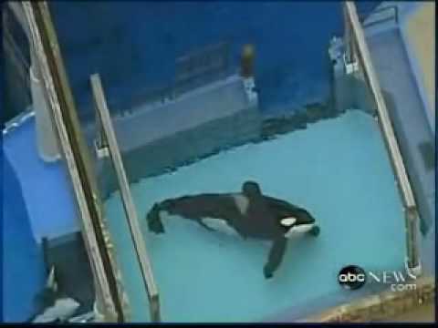 trainer shamu kills killer dawn brancheau whale 2010 sea seaworld footage killed