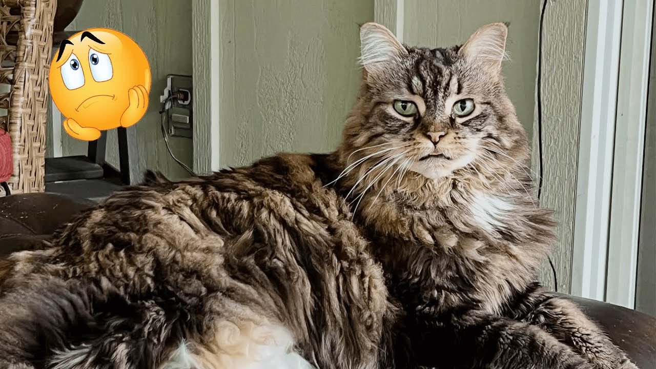 She Trained Her Cat Like a Dog And the Results Are Absolutely Incredible 🐶