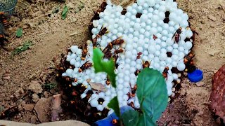 KILLER HORNET NEST REMOVAL,GIANT MURDER WASP INFESTATION,ASIAN VESPA MANDARINIA