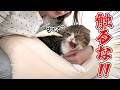 【悲報】愛猫にはじめてガチギレされました!