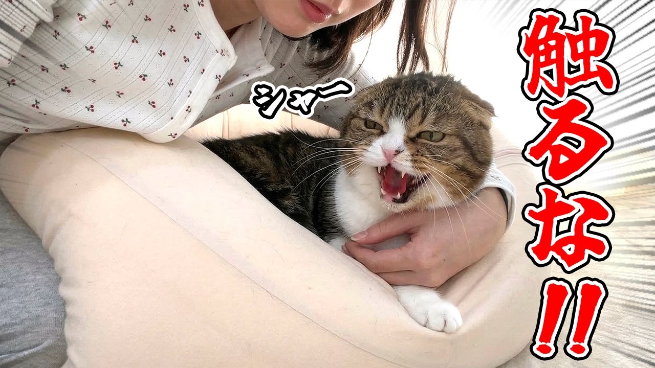 Sad news] My cat got seriously angry at me for the first time
