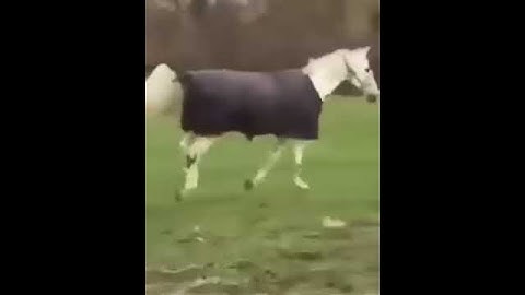 Horse memes, Horse troll