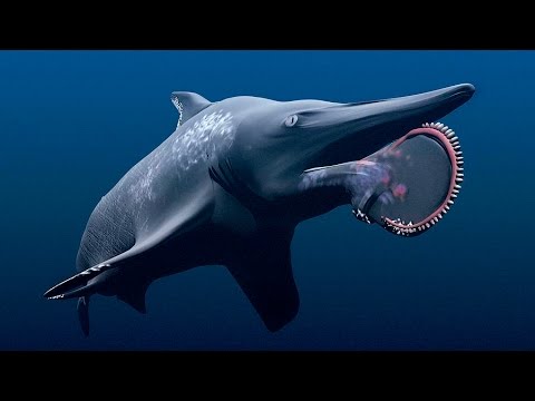 未確認生物 メガロドンより遥かに大きい怪物ザメが存在していた 史上最大と噂されているサメ パラヘリコプリオン 都市伝説 裏ニュースチャンネル Youtube