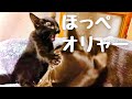 【気持ちいいからほっぺ吸わせてと催促する子猫。】@taipi 【切り抜き】