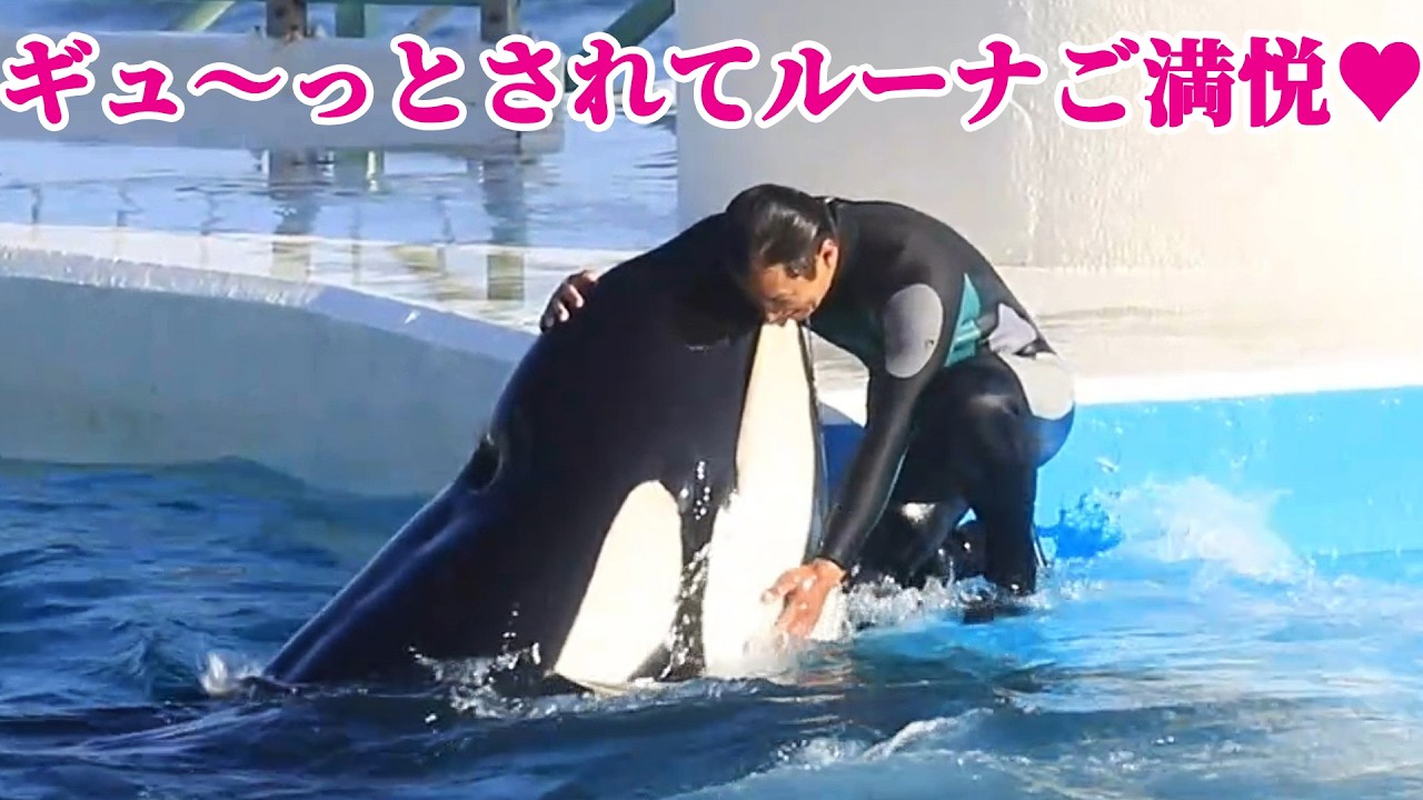シャチとトレーナーさんの「信頼と絆」最高♥ 鴨川シーワールド シャチショー KamogawaSeaWorld  orca killerwhale