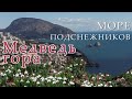 Море подснежников на Медведь горе. Крым Удивляет. Весна 2021г