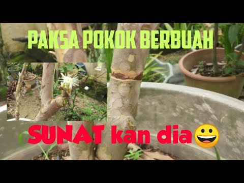 Video: Pokok Renek Kerana Memaksa